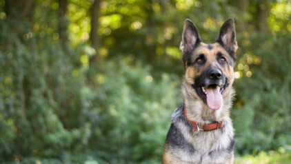 Embracing canine companions for unforgettable adventures in Dominican Republic